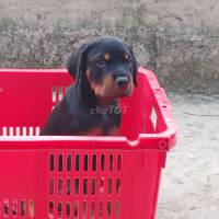 Chó Rottweiler.GNĐN