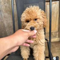 cần bán em poodle đực 4 tháng