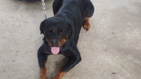 Nhân Rottweiler 